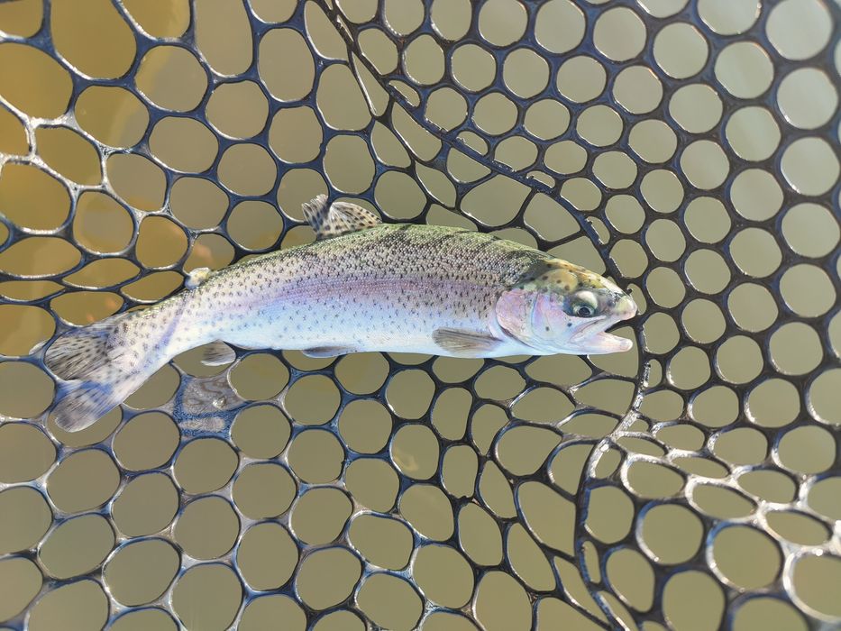 Siatka silikonowa do podbieraka czarna  (Trout area)