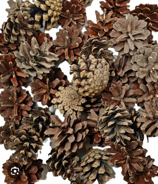 Sprzedam szyszki sosnowe 50 sztuk 2 zł