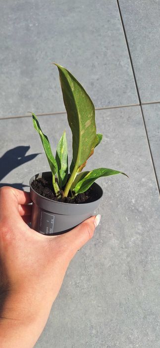 Philodendron ring of fire filodendron