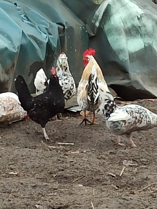 Sprzedam parki Liliputki.