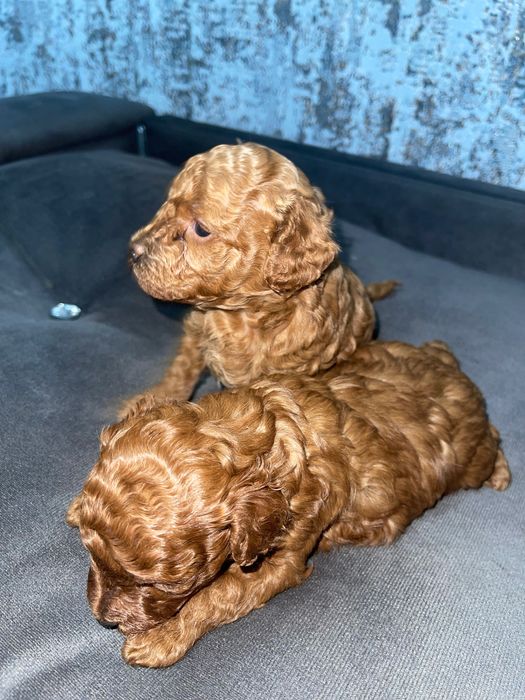 Той пудель Ред Браун міні порода. 2-3 кг.