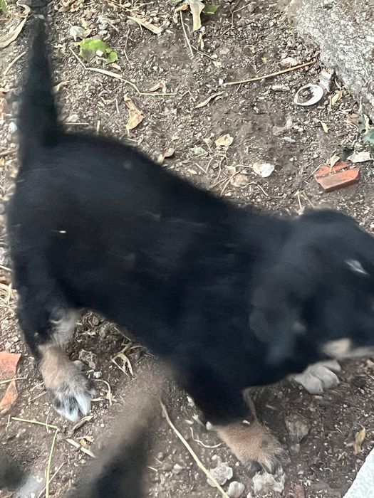 Cão da Serra da Estrela