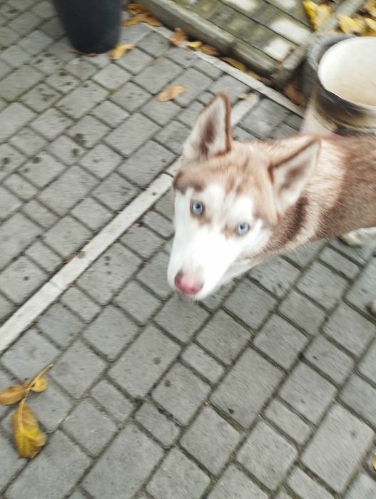 Віддам безкоштовно