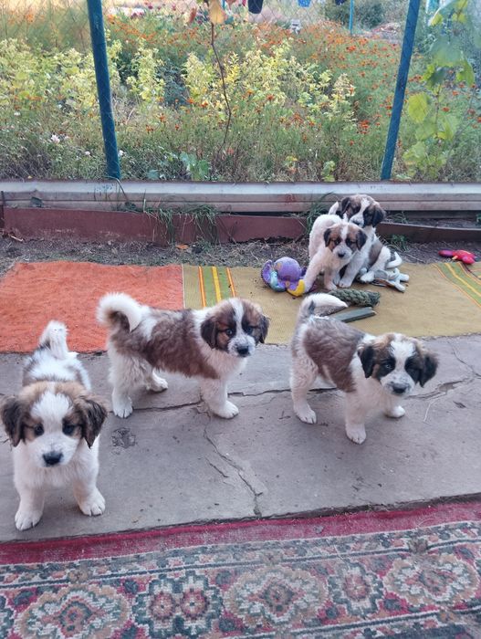 Вільні цуценята Московської сторожової