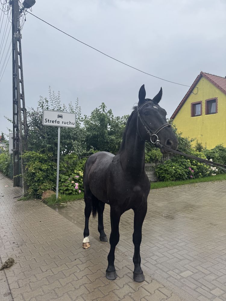 Koń kary slązak wałach 2 letni