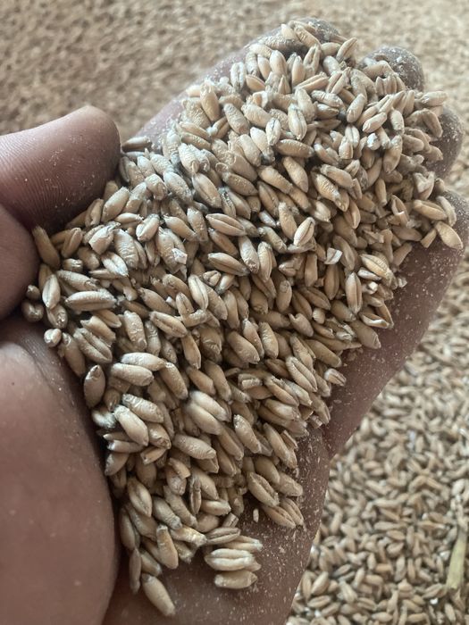 Żyto hybrydowe, pszenica, pszenżyto