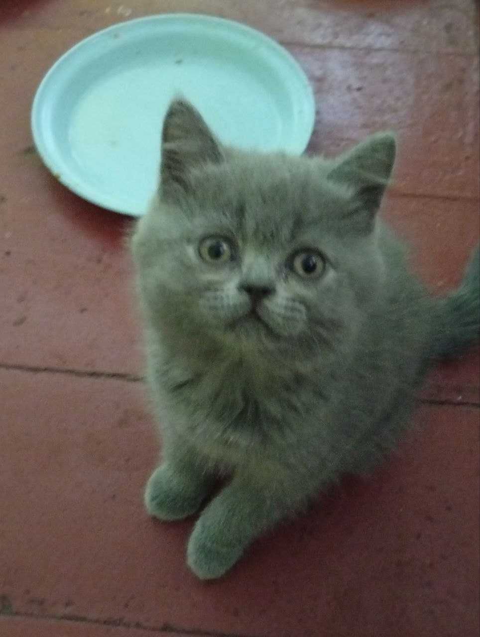 Кошенята шотландські