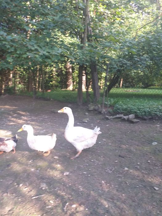 Sprzedam kaczki i gęsi