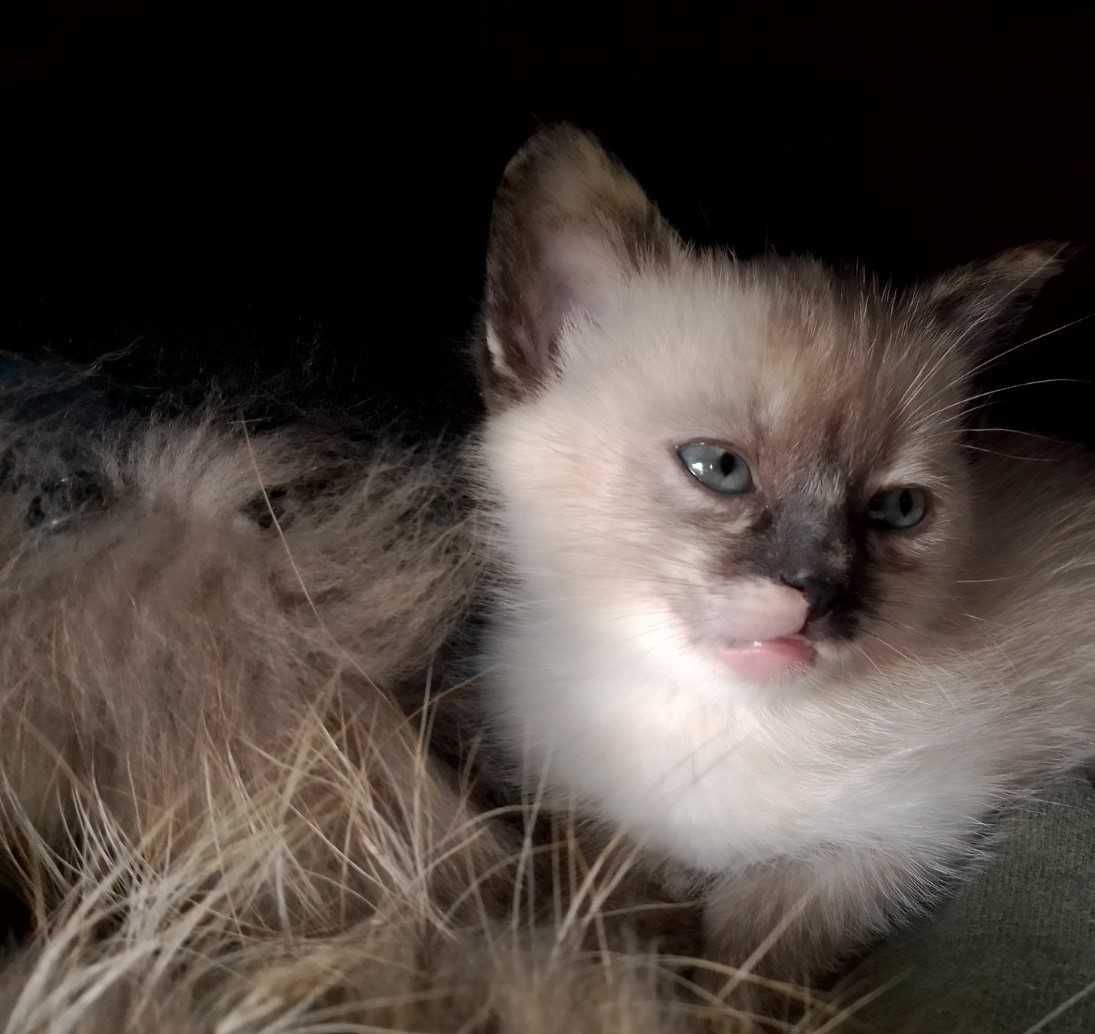 Тайский сиамский котенок черепахового окраса  tortie-point. Девочка