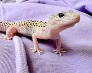 Gekon Lamparci Mack Snow leopard gecko