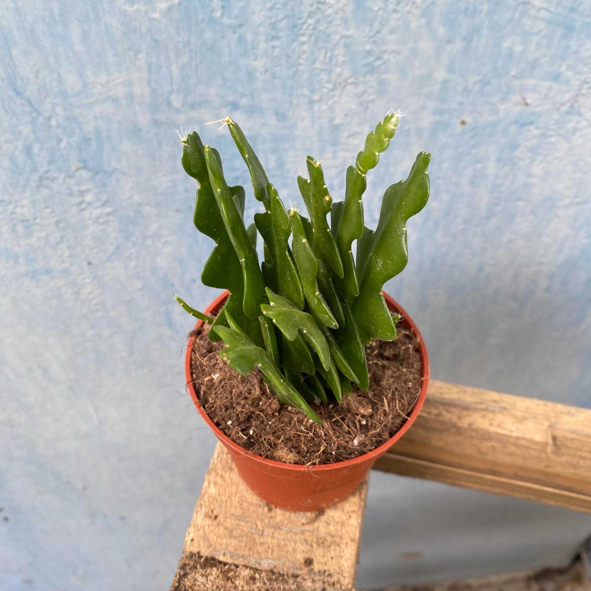 Epiphyllum anguliger Rybia Szczęka Zyg Zak