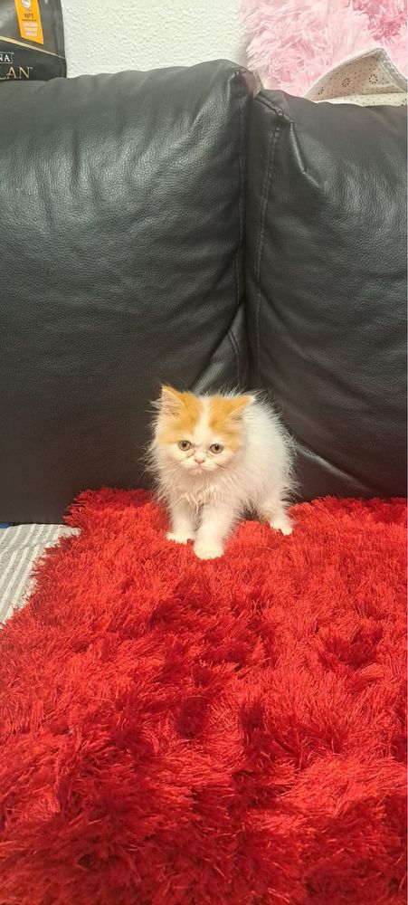 Gatinha persa linda