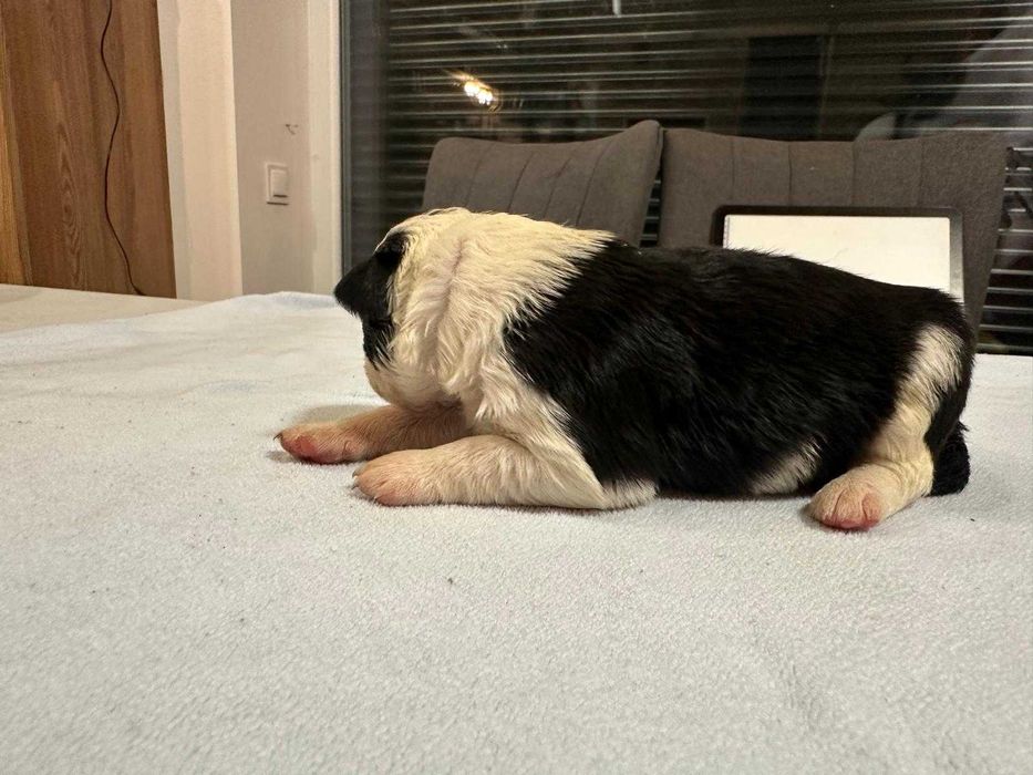 Suczka Bordel Collie Biało Czarna