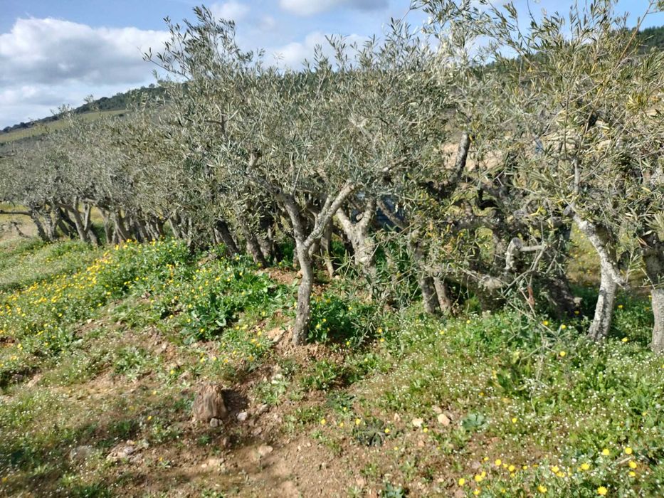 Oliveiras Negrinha de Freixo — Tesouros de 40 Anos por Apenas 45€!