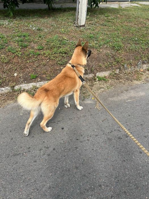 Шукаємо наречену гарному кобелю