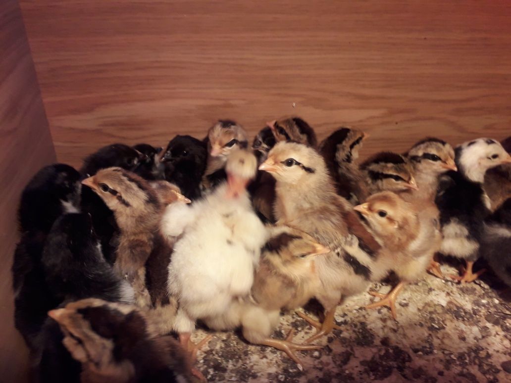 Piskleta zielononóżki kuropatwianej, marans ,australop