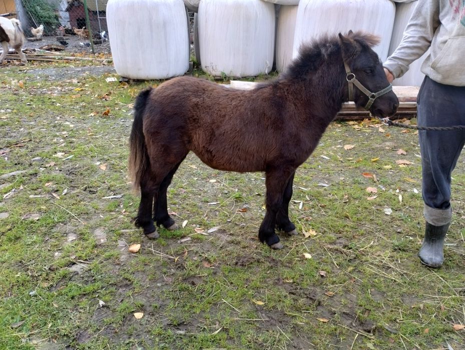 Sprzedam Klaczka kucyka