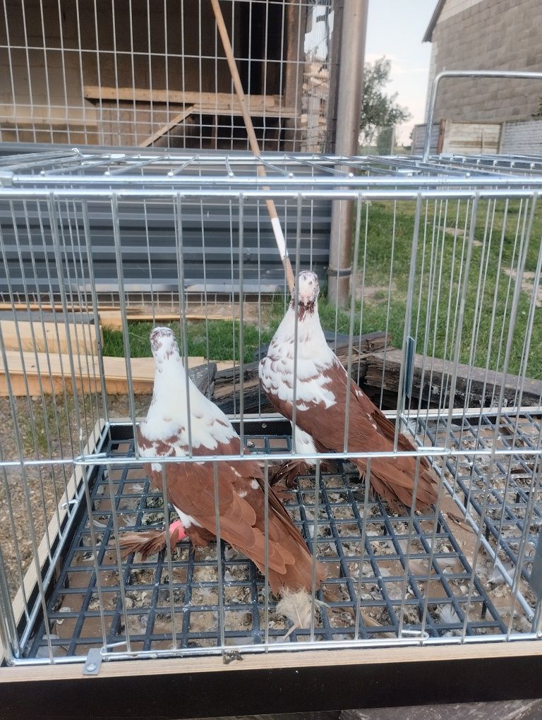 Widyny czerwone, samiec i samica