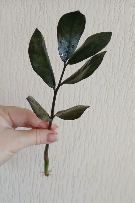 Розпродаж квітів! Заміокулькас  чорний  Равен  Доларове дерево