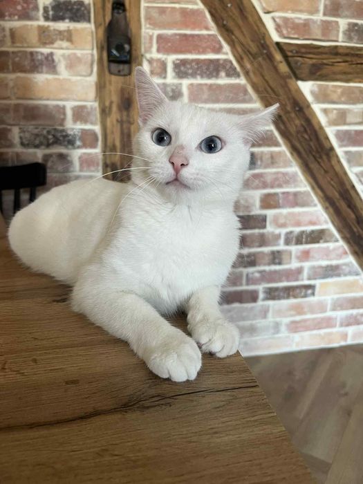 Piękna Aurora szuka domu