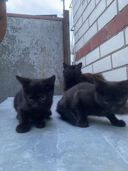 Віддам котиків в добрі руки