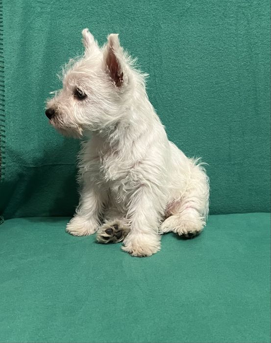 West Highland white terrier