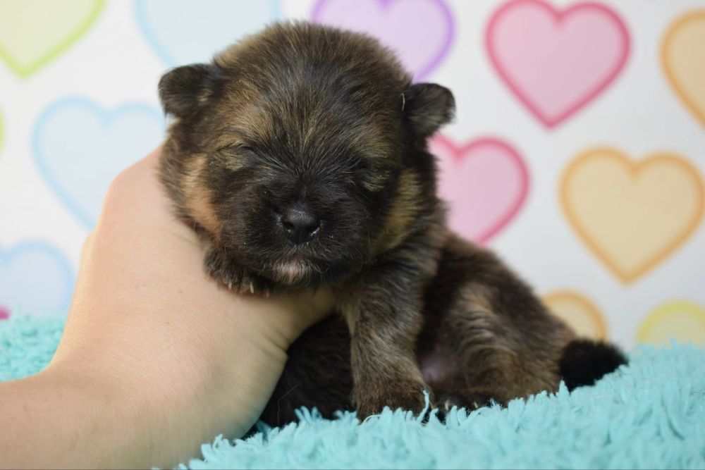 Pomeranian szpic miniaturowy orange sable