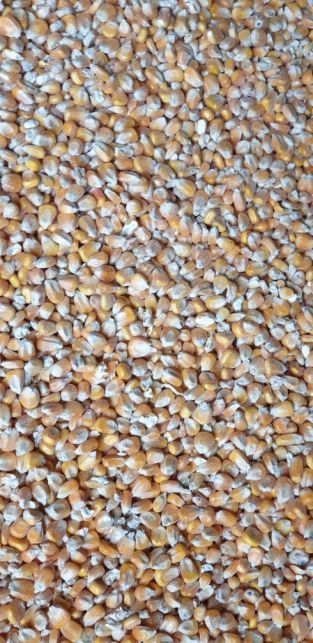 Kukurydza sucha 2025