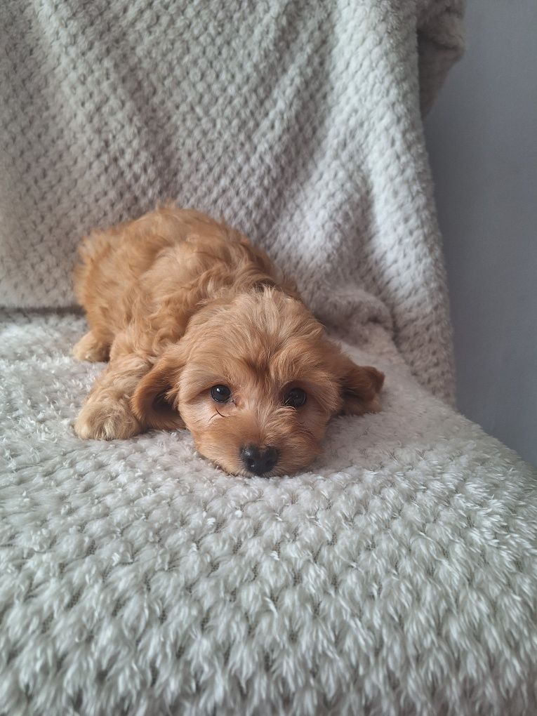 Cavalier-pudel-cavapoo