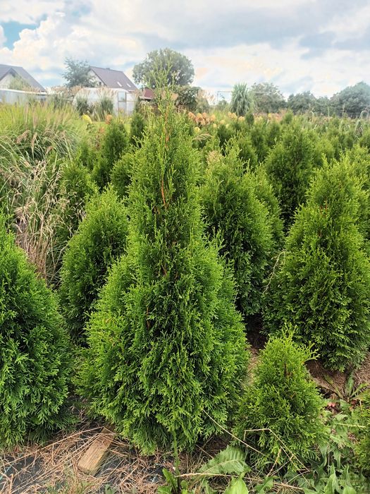 Thuja Szmaragd 100-120cm