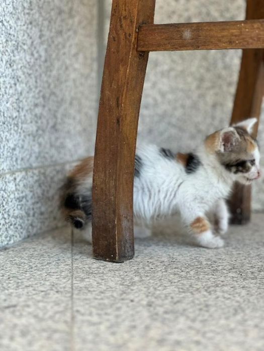 Gatinha para adoção