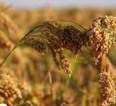 Milho Paínço, Millet, biológico, Panicum miliaceum