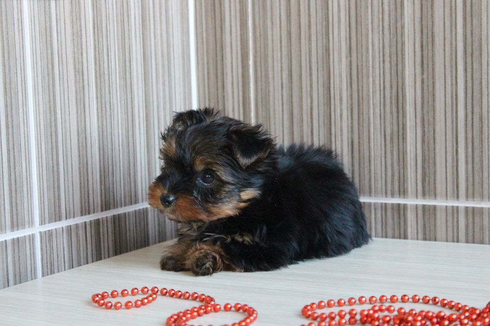 Продам дівчинку та хлопчика Йорків