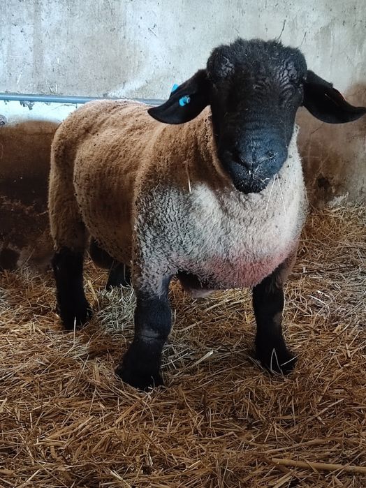 Malato Suffolk 2 anos