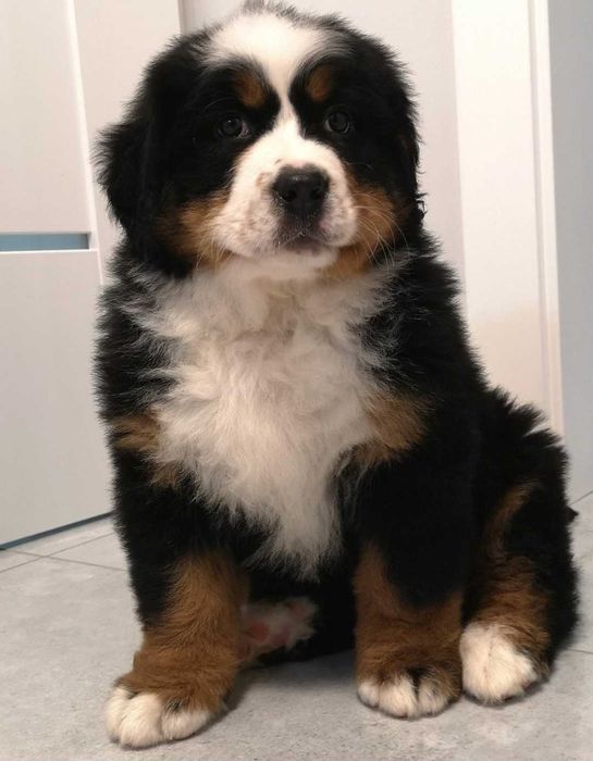 Berneński Pies Pasterski