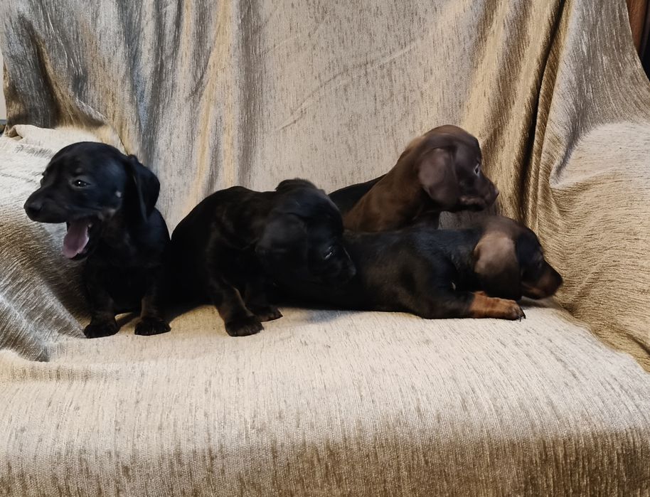 Jamnik krótkowłosy suczka (miniatura) Ur. 01.10.2025