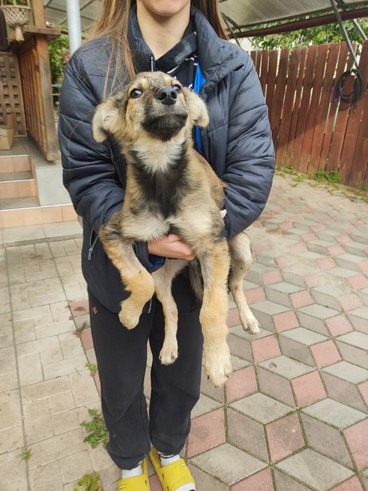 Отдаем щенка в добрые руки