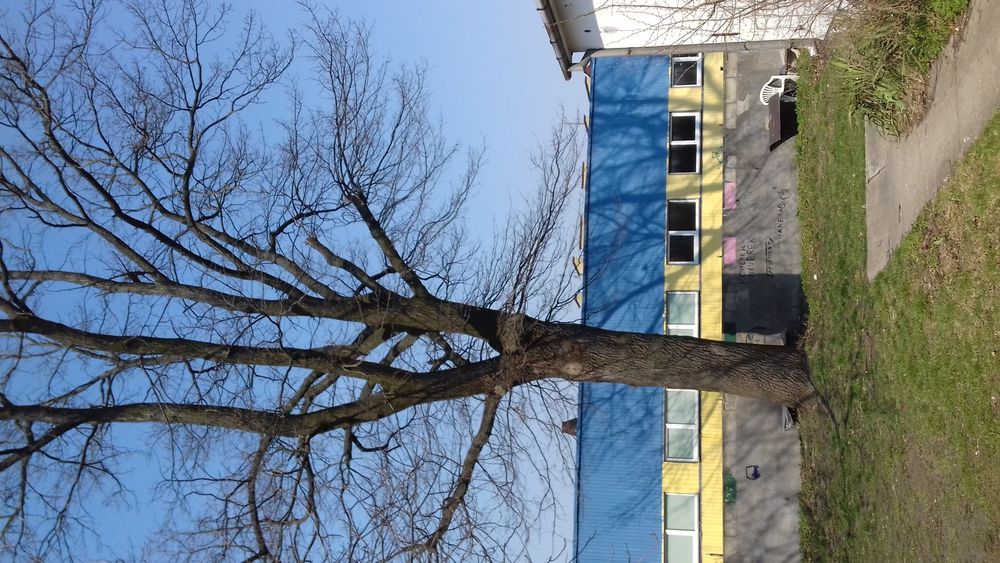 Wycinka drzew ogrody koszenie czyszczenie działek Mielenie rębak