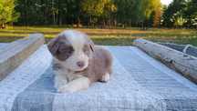 Cudowna suczka Border Collie lilac ZKwP FCI