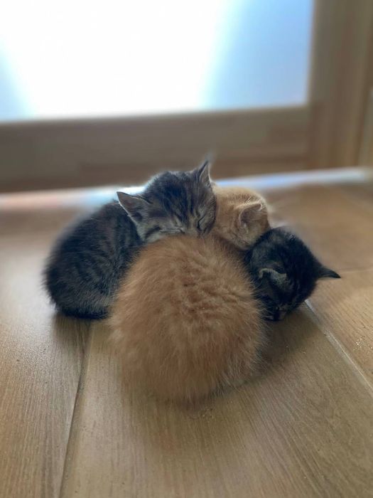 Котенята в добрі руки