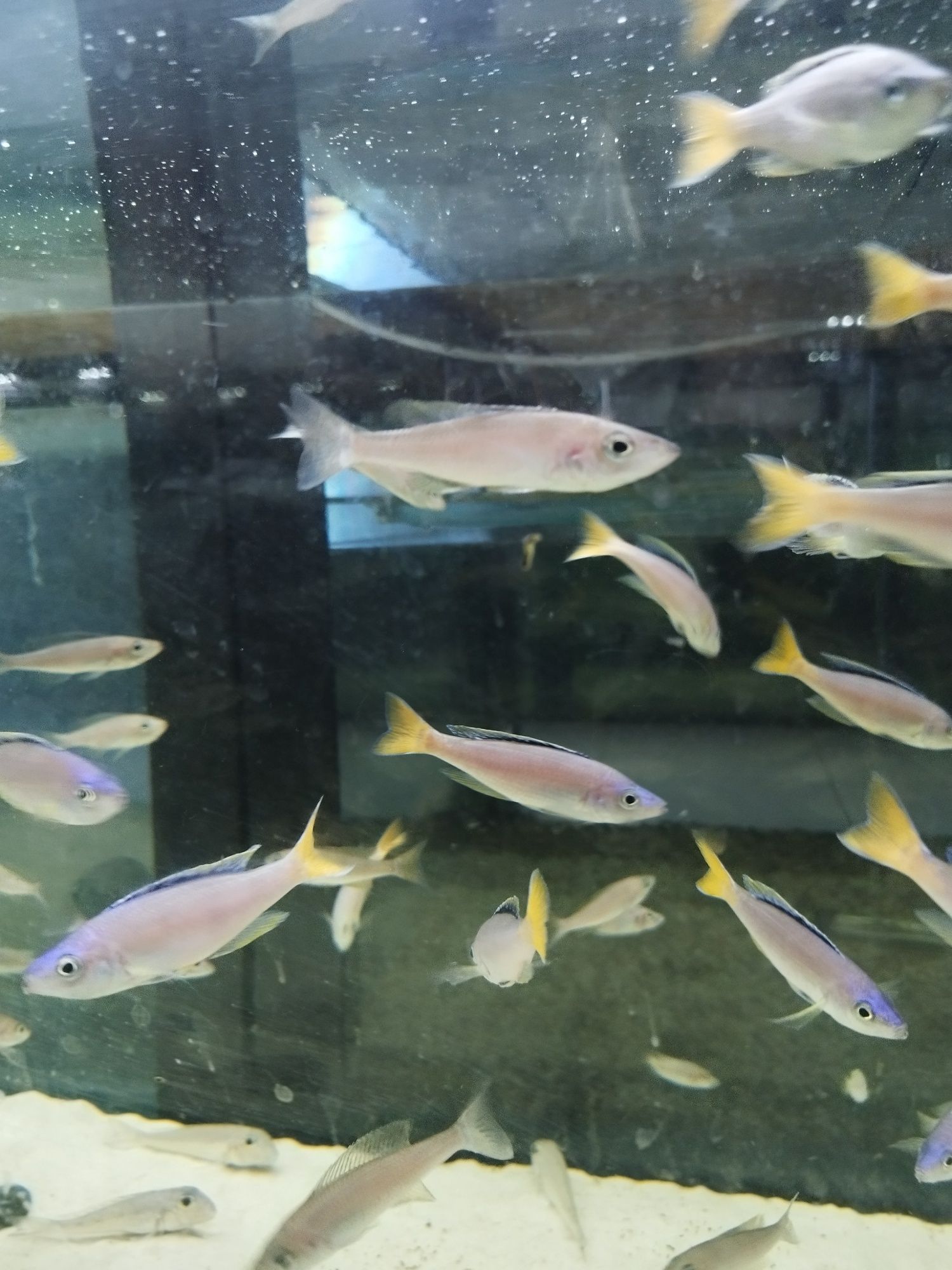 Cyprichromis sp. Leptosoma Mpulungu tanganika