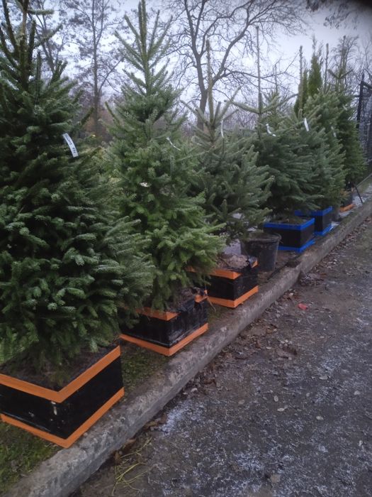 Sadzonki iglaków od 1m prosto z pola