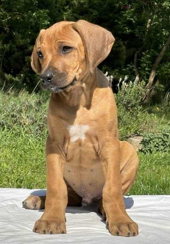 Rhodesian ridgeback - piesek wzorcowy