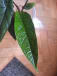 Alocasia scarplum