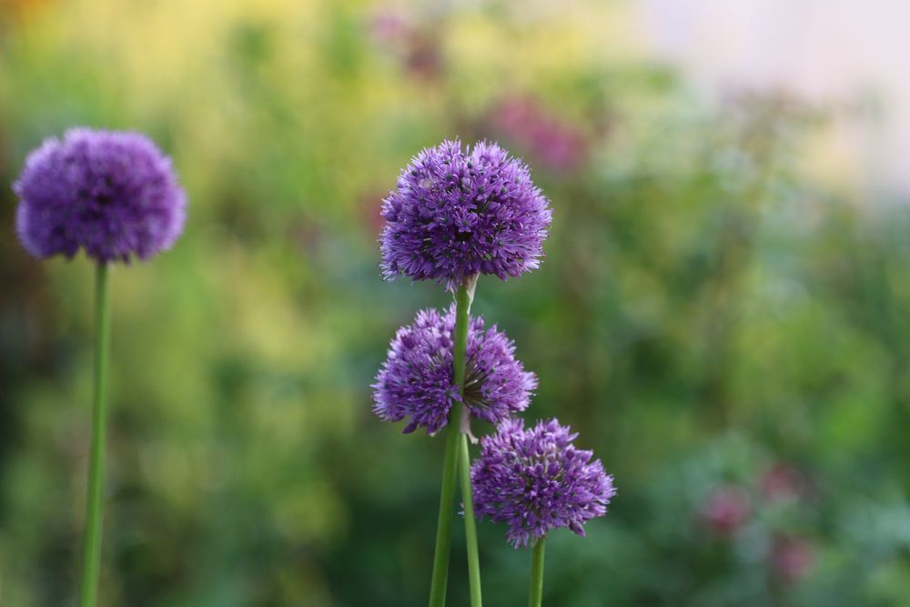 Obiektyw Canon EF 70-200 mm f/4L USM - stan idealny + osłona + filtr