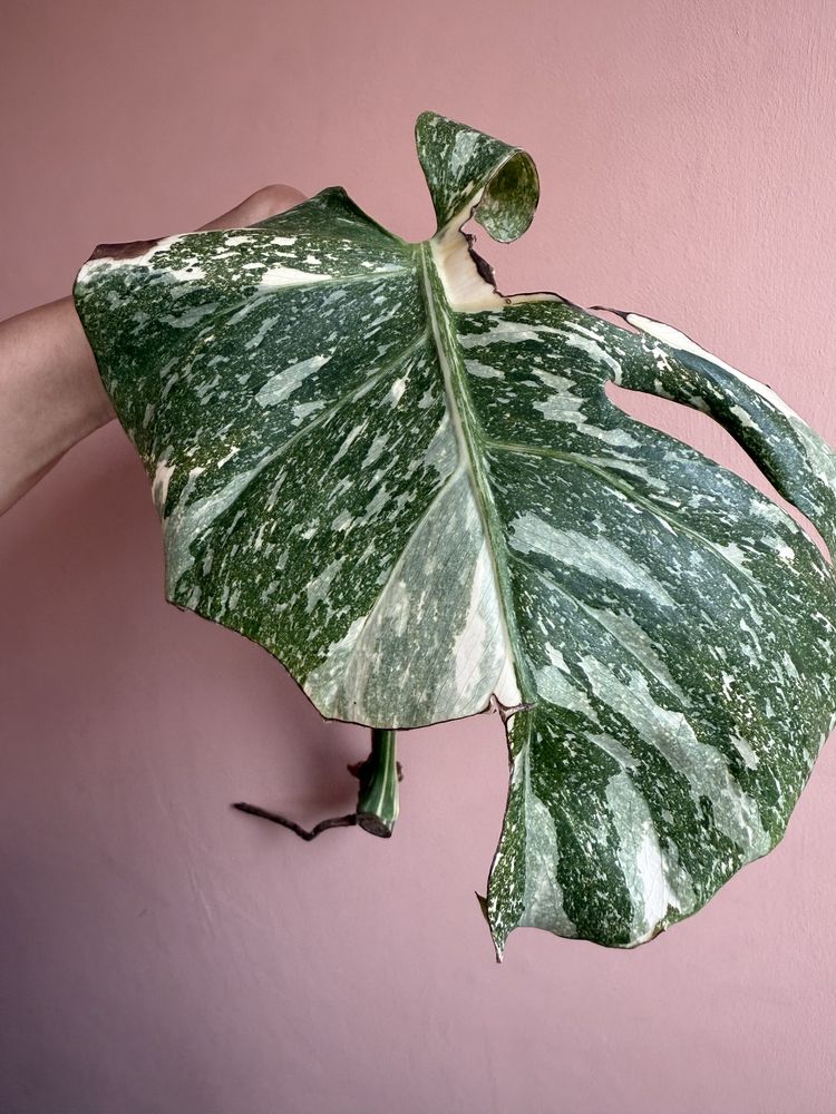 Monstera thai platinum