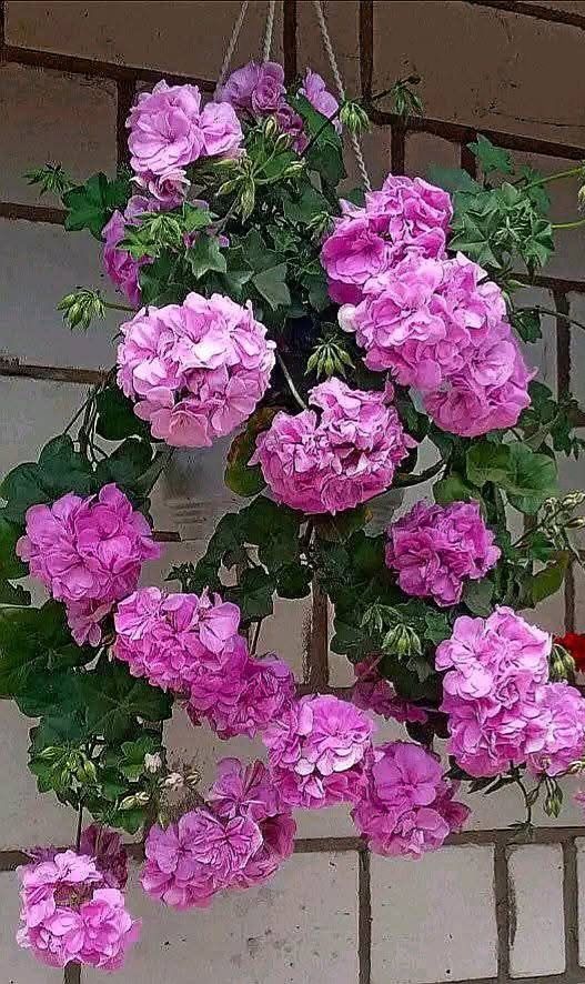 Sadzonki Pelargoni do doniczek na balkony kwitnie do jesieni sadzonki