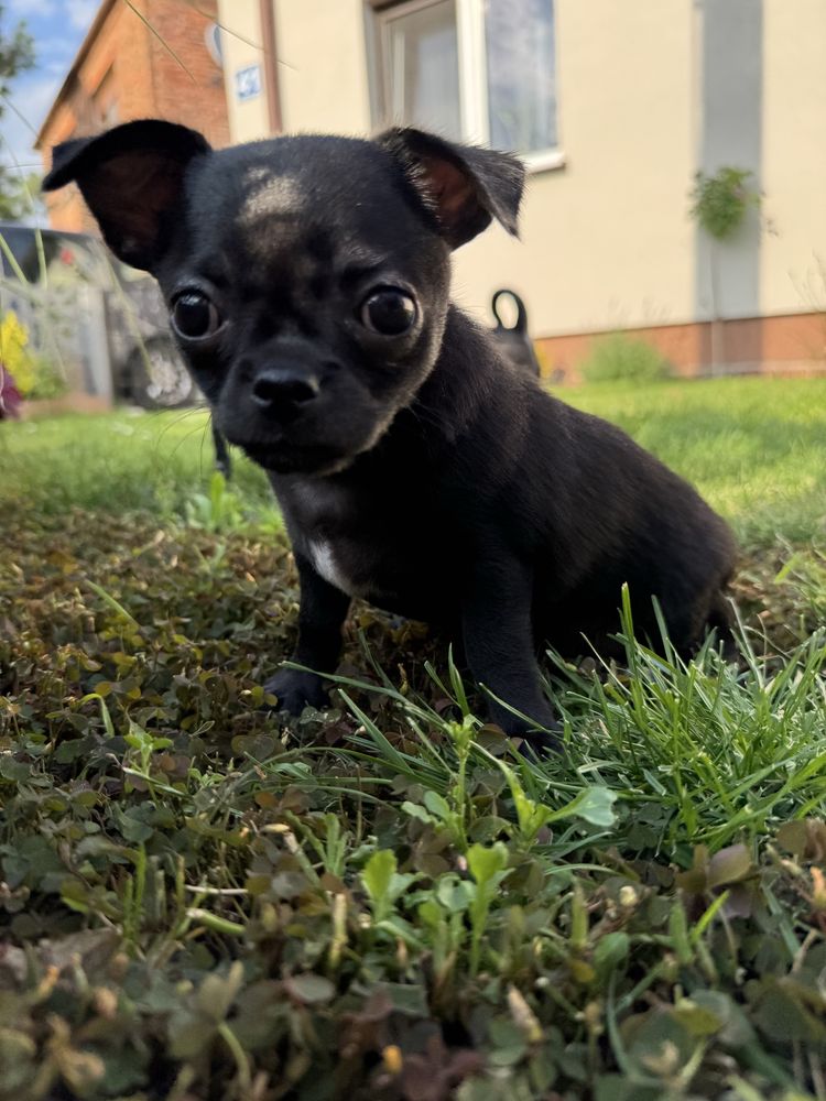 Piesek rasy Chihuahua gotowy do odbioru