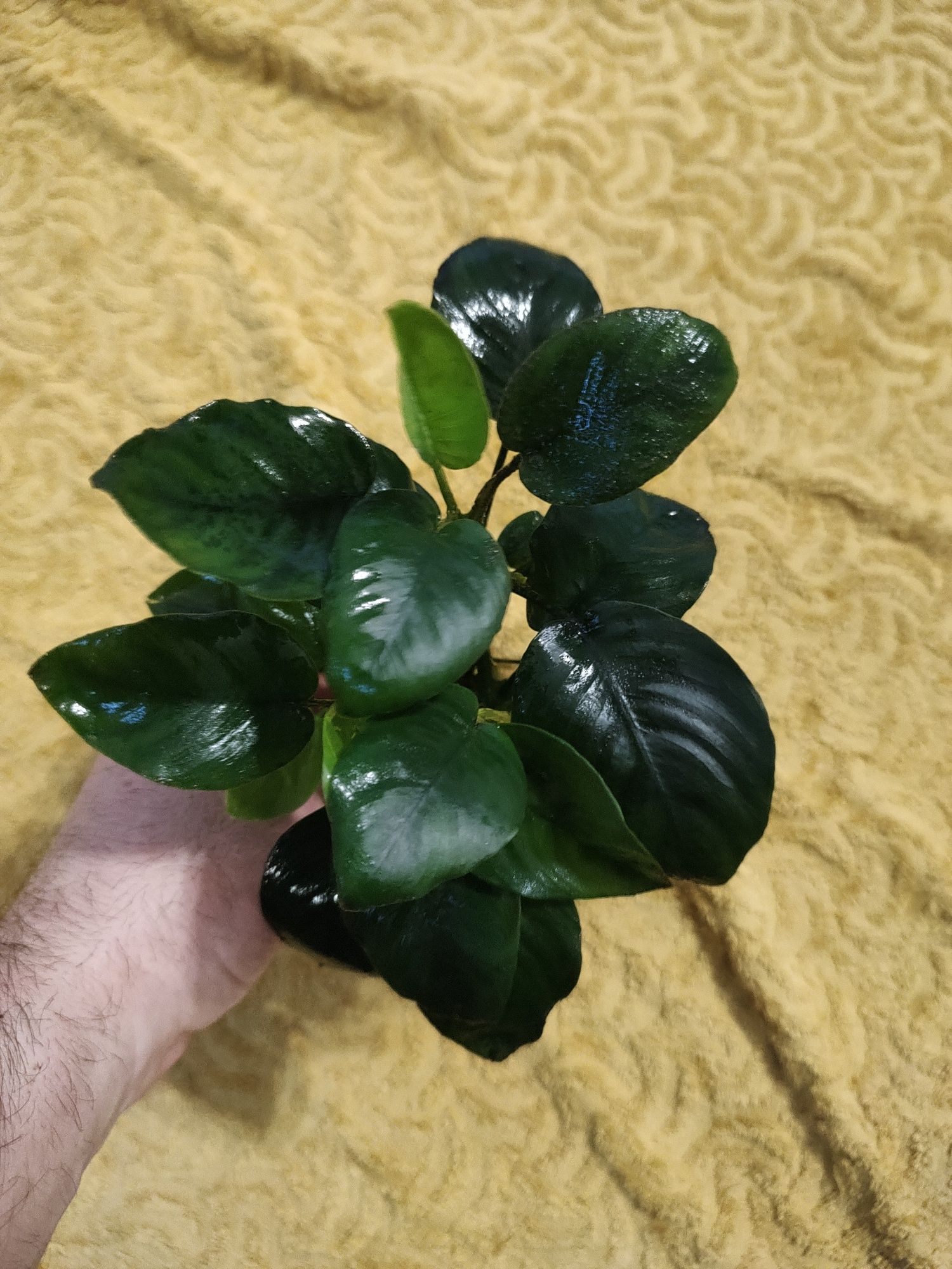 Anubias nana polecam