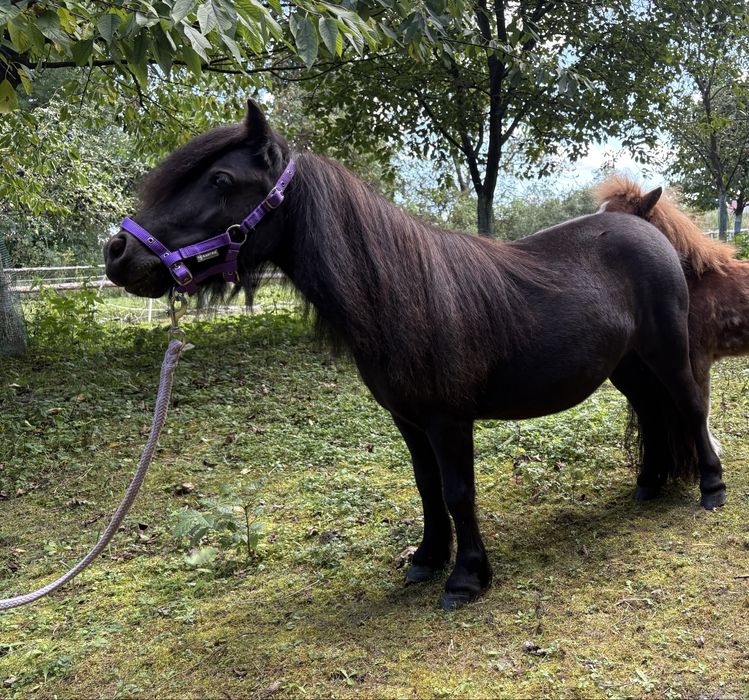 Klacz mini szetland 4-letnia kuc/kucyk